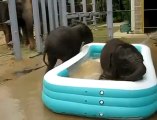 Des éléphants a la piscine