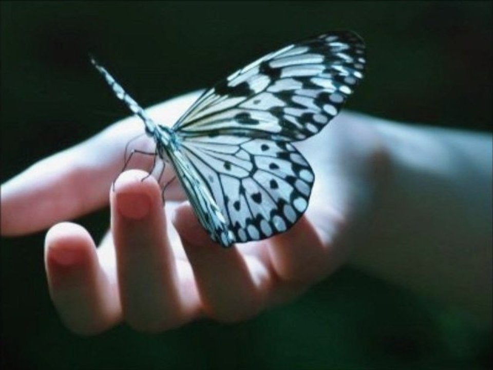 PAPILLON