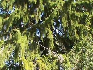 Дворянская усадьба "Софиевка". Вероятные обстоятельства предполагаемого преступления.