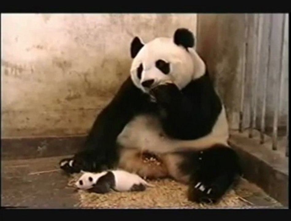 PANDANIN HAPSURUKTAN KORKMASI