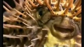 belgeselizle.org.Top Balıkları ve Fugu Balığı izle