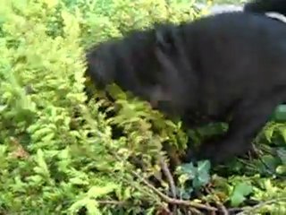 Shar-peï du pays des cerises bleues