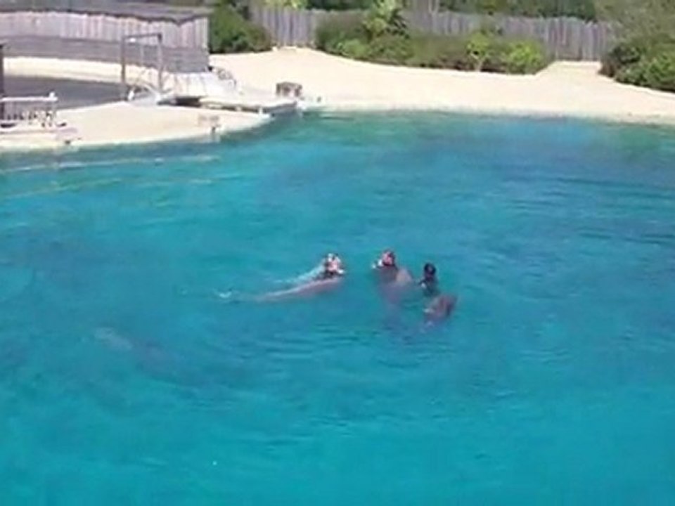 A la rencontre des dauphins ! 1ere partie