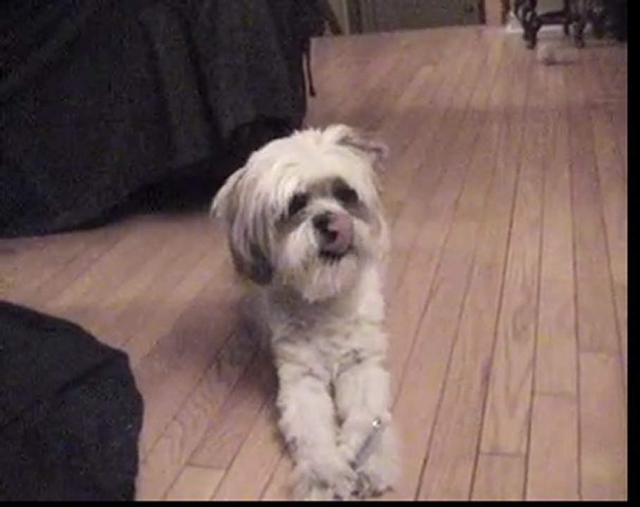 Lhasa Apso Dogs With Dog Bones For Clean Teeth