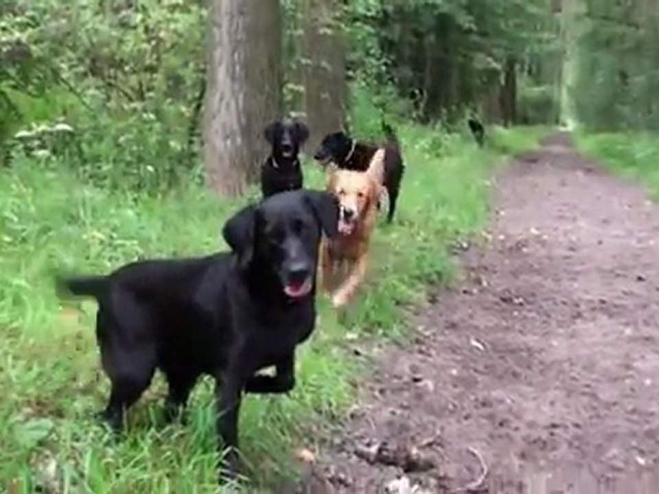 Hundespaziergang Golden und Labrador Retriever