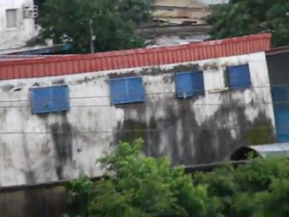 Petit martin-pêcheur africain après la pluie (Conakry)