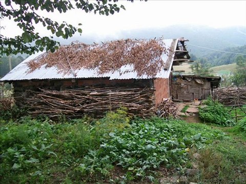 SEVDA GÜL ŞU AKKUŞUN GÜRGENLERİ(SEVDAMIZ TOKAT)