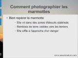 Tout savoir pour photographier les marmottes