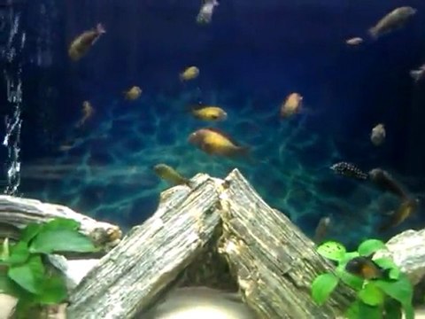 TROPHEUS KASAKALAWE VE DUBOİSİ