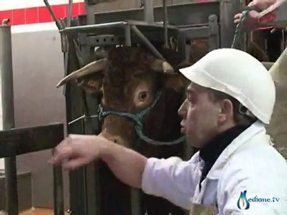 Extrait vidéo : Green halal