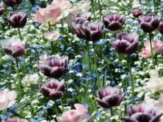 Lạc Mất Mùa Xuân - Đàm Vĩnh Hưng - YouTube