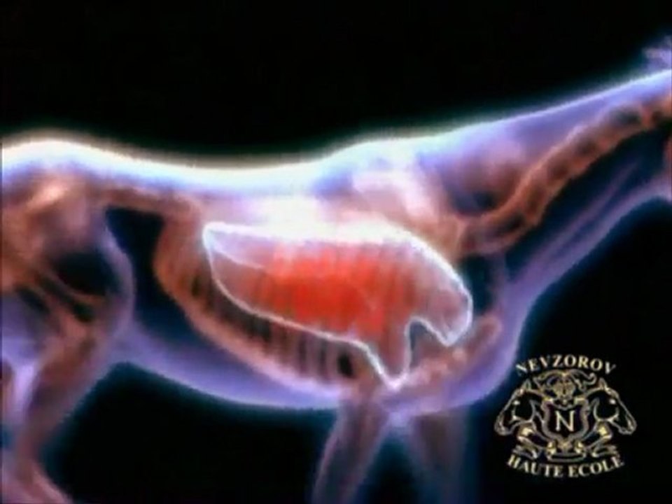 eq-pierre (1) - Respectez votre monture