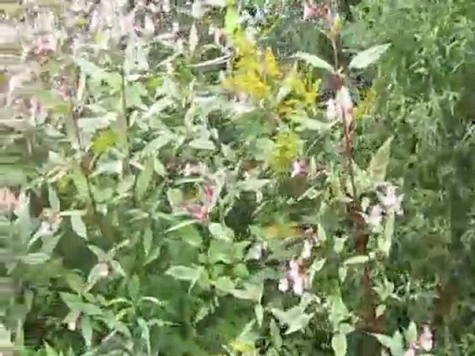 En barque sur les hortillonages d'Amiens
