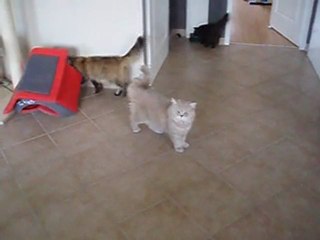 Qui qui miaule, un 7ème chat?????