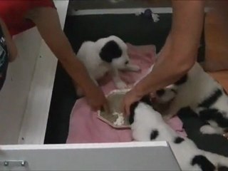 chiots landseer petits jeux