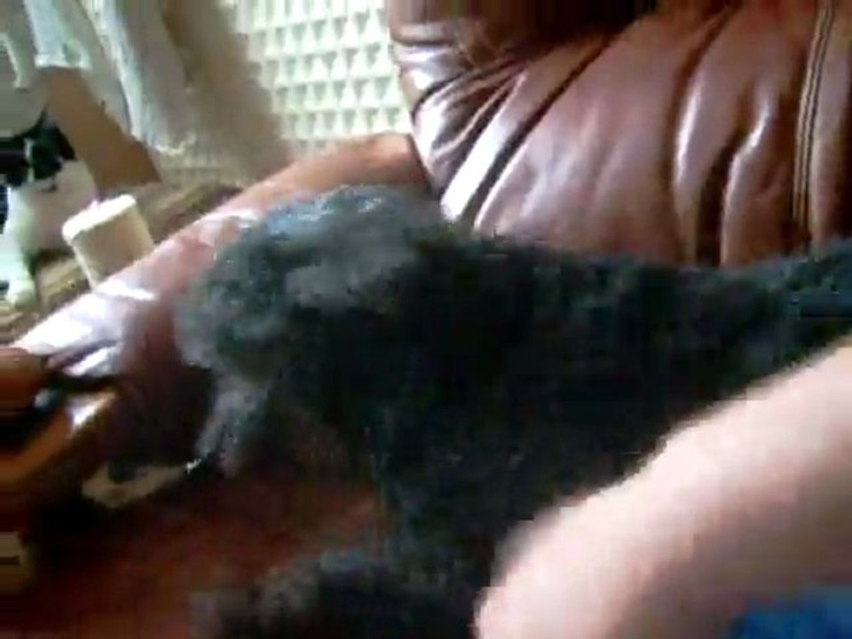 VIDEO LILY JOUE 25 06 2011