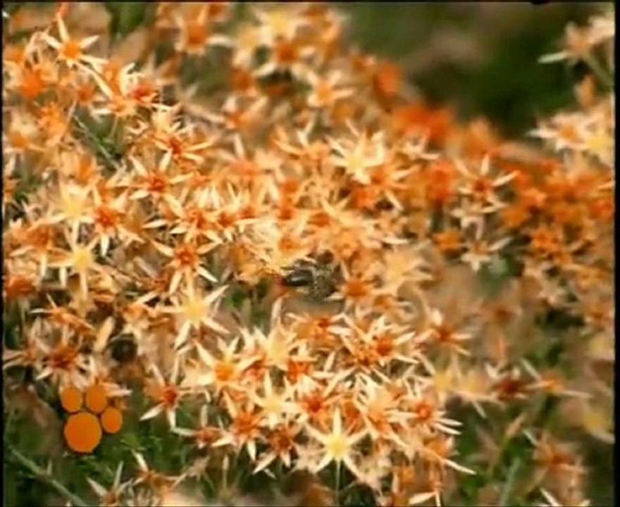 Las Abejas (El Maravilloso Mundo de los Animales de Disney)