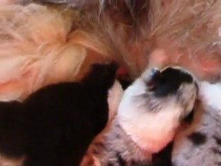 BB elfy x coca 2 sem et demi 078