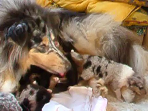 chiots colleys LOF bb elfy x coca 2 semaines 1.2