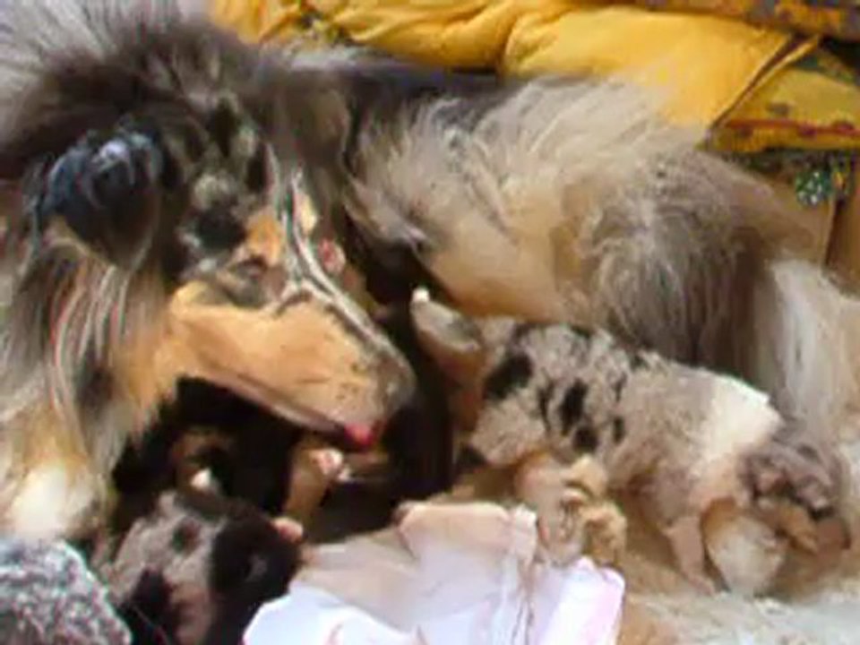 chiots colleys LOF bb elfy x coca 2 semaines 1.2