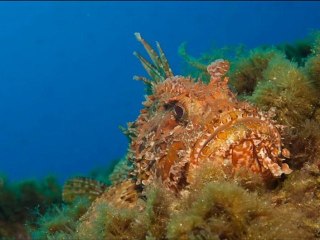 Cala Pola (Costa Brava) juillet 2011