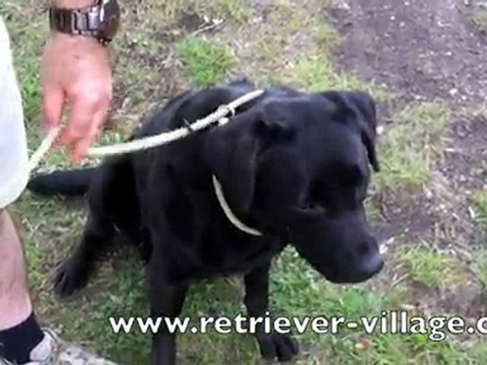 Utiliser une laisse lasso