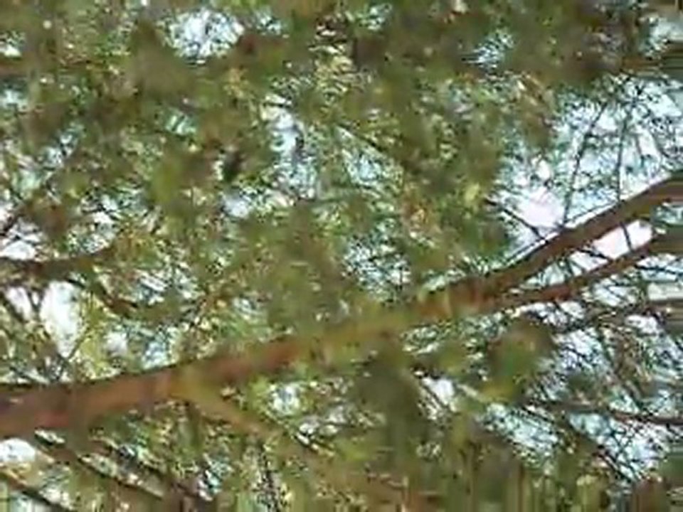 Doğada Saka Ötümü