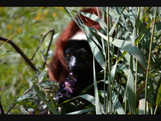 Zoo des sables 260711