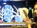 How To Choose Between Fresh & Saltwater Aquariums - Aquarium Designs San Antonio