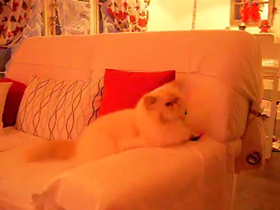 Lus un vrai chat