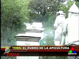 Apicultura en Honduras, Programa Tras La Verdad, MAYA TV