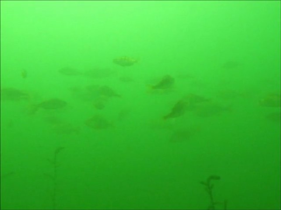 brochets et perches du lac du Salagou