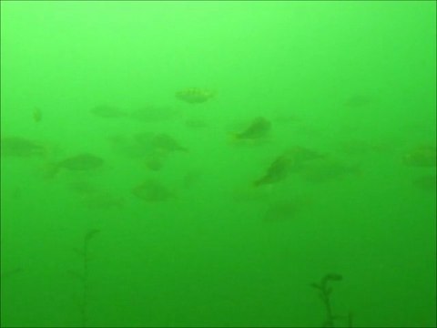 brochets et perches du lac du Salagou