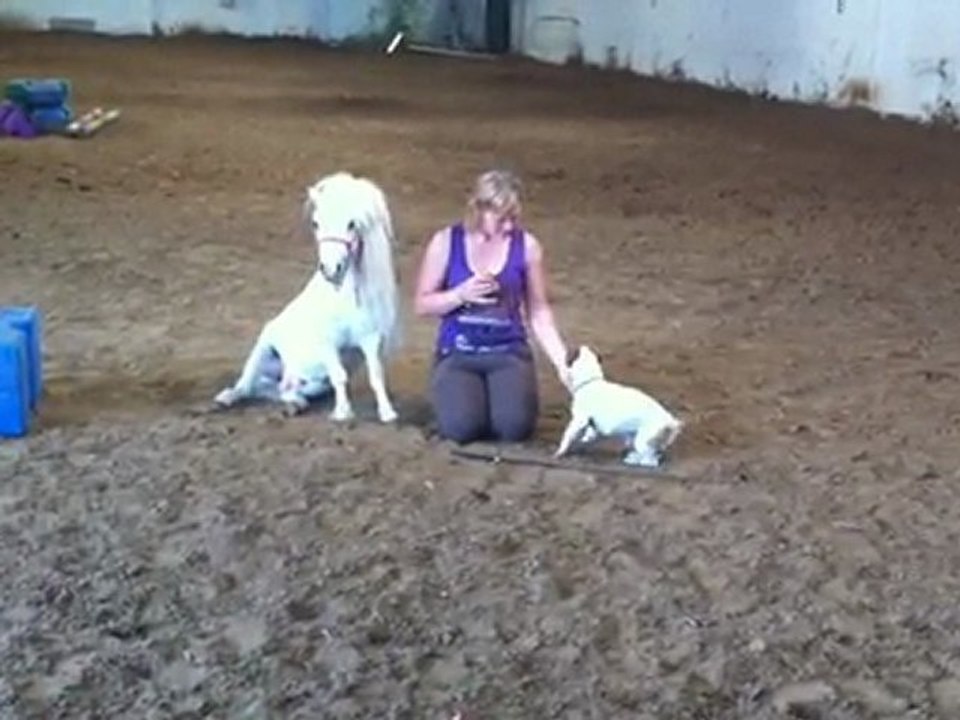 Tango mon poney magique