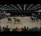 Ciney 2011 - Salon du cheval (Wallonie equestre évent)