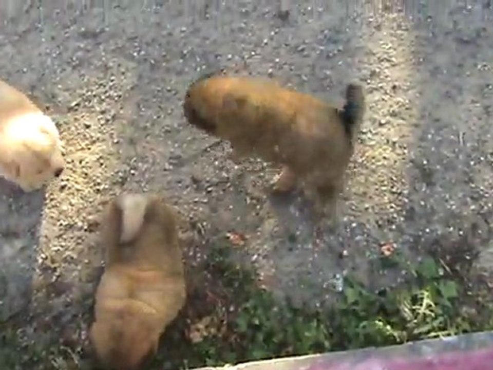 bebes chow chow 5 semaines