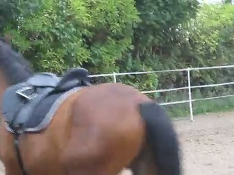 Uxley, galop avec selle et filet