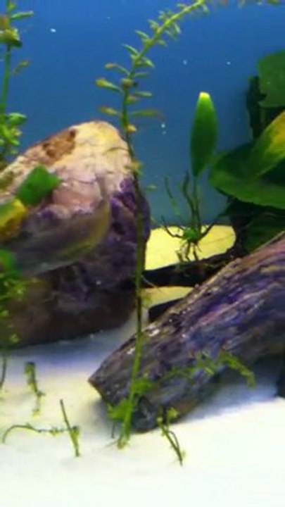 Tropheus kasakalawe+yavrular