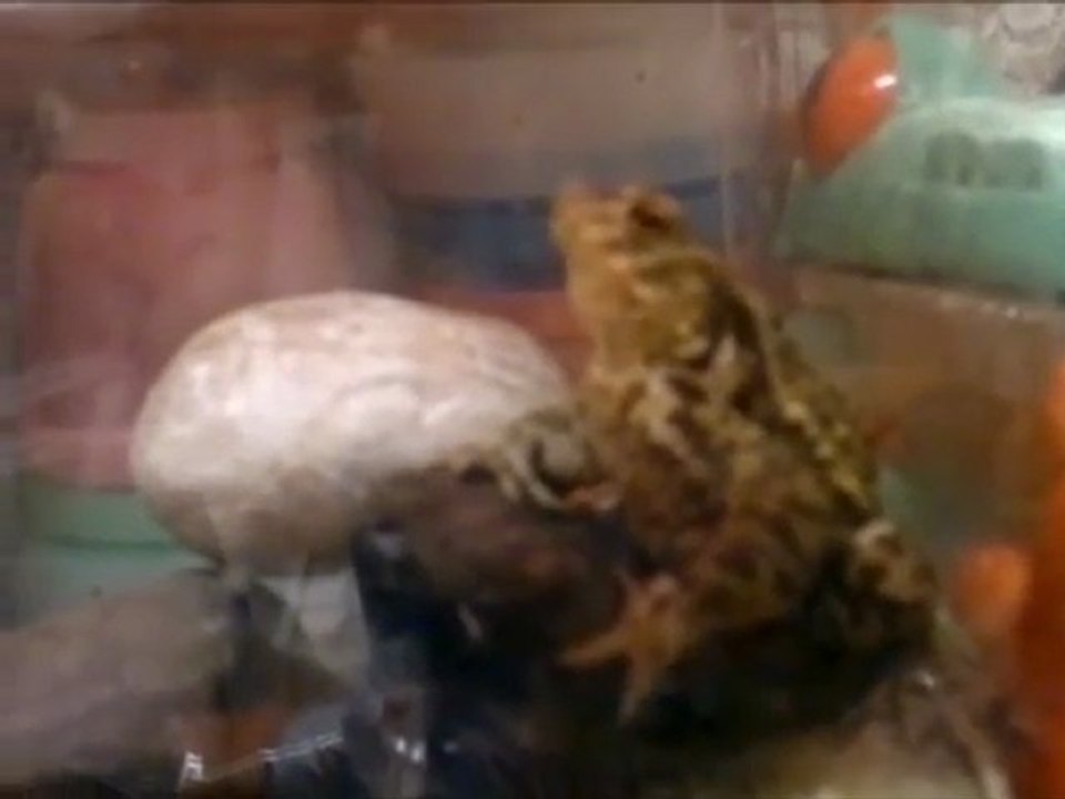 demon frog