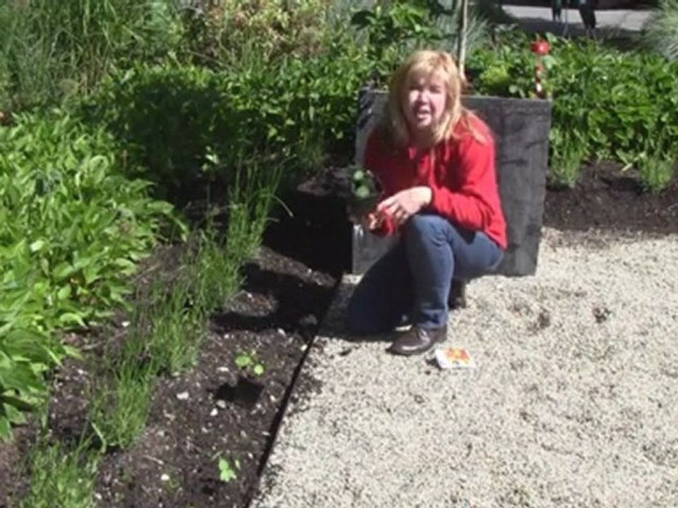 August 13/11 - Senga's Vlog: How to Grow Nasturtiums