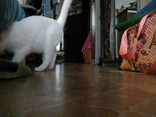 caféine, le chat qui ramène!