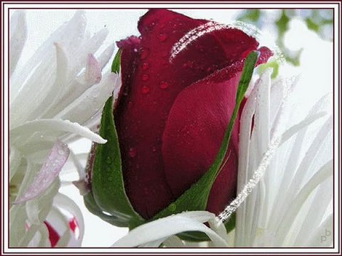 SEVDA GÜL (ALTIN TABAK)SEVDAMIZ TOKAT