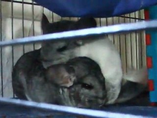 Les chinchillas en pleine sieste
