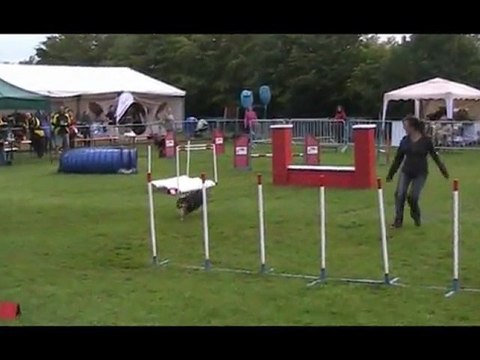 20110814 luxembourg agility by night virgule little black