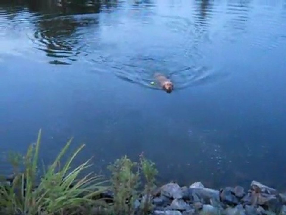 Poisson dans l'eau...