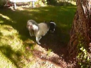 chiots cheyenne 2011 7 semaines_0001