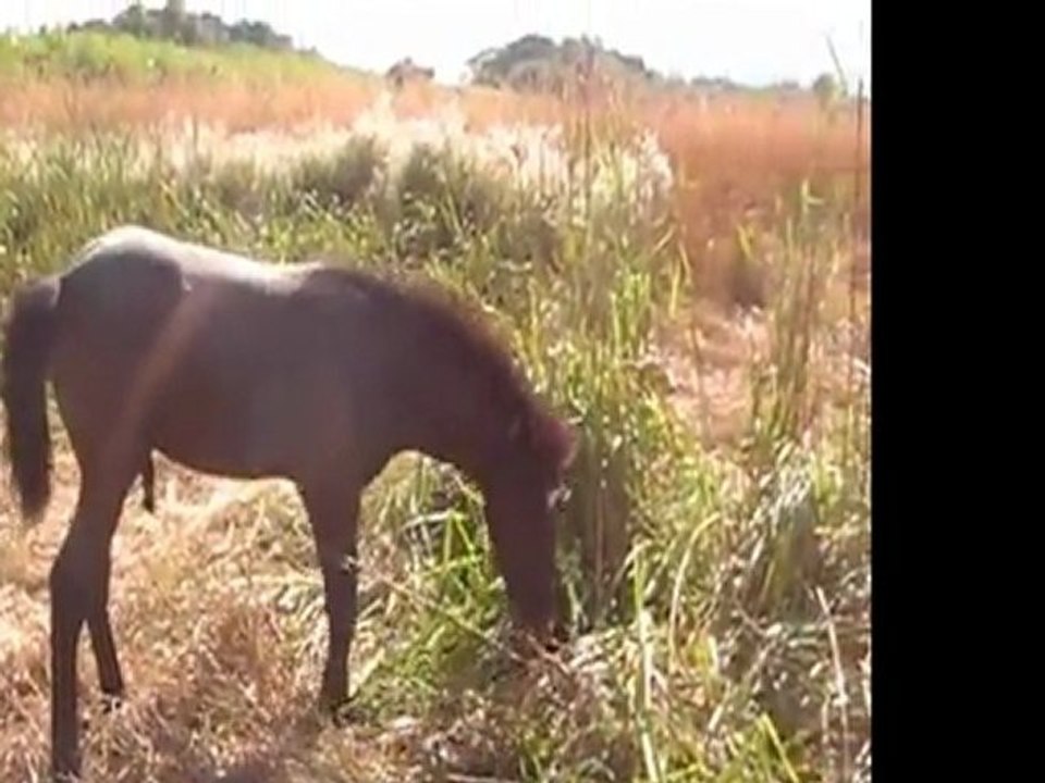 Tous en pâture le 13 août 2011