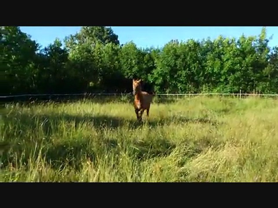 vepalylyk-2ans