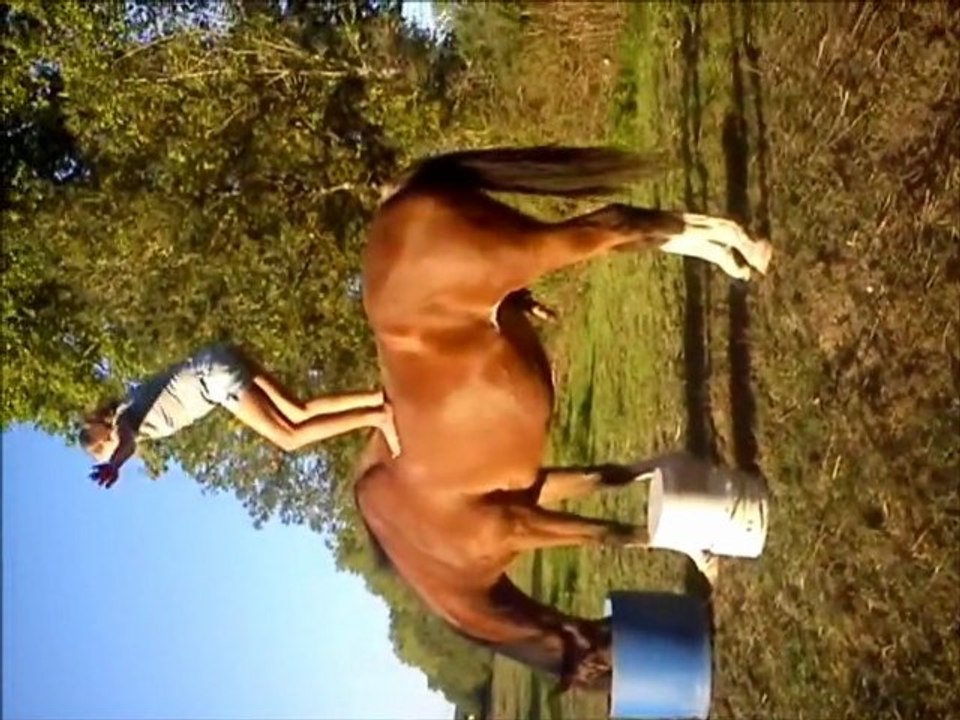 voltige x)
