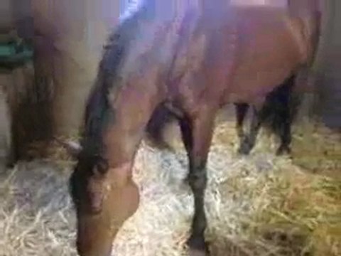 FIDO mon petit cheval préféré au stage !!!